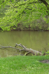 tree on the river