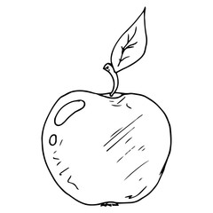 Apple icon. Vector illustration of an apple. Hand drawn apple doodle.
