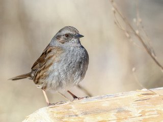 dunnock is small migratory bird