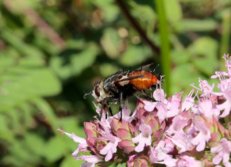 mouche poilue