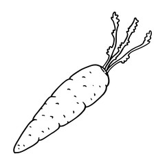 Carrot icon. Vector of carrots. Hand drawn carrot.