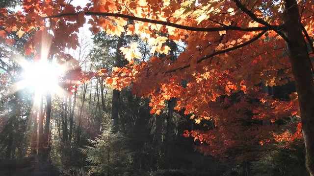 Sunrise Time Lapse Through Forest Trees And Autumn Leaves