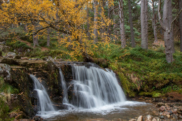 Fototapeta na wymiar waterfall in the cairngorms national park, Scotland, during the autumn with orange and yellow leaf birch and pine trees and forest background.