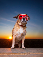 Cute beagle pug mix - puggle - in front of a beautiful sunset with a super hero mask and cape on