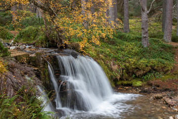 waterfall in the cairngorms national park, Scotland, during the autumn with orange and yellow leaf birch and pine trees and forest background.
