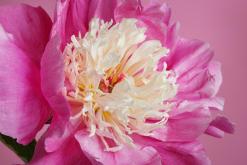 Pink peony flower isolated on pink background.