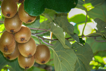 Kiwi bunches are hanging on a line