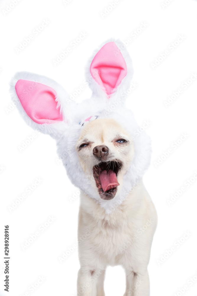 Wall mural Cute chihuahua wearing bunny ears isolated on a white background studio shot