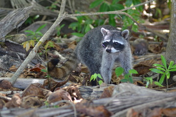 raton laveur costa rica