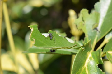 Black ant eating green plant leaf