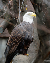 Bald eagle.  It is a bird of prey of the hawk family, found in North America.