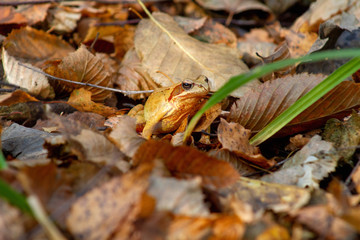 frog on a leaf