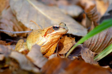 frog on a leaf