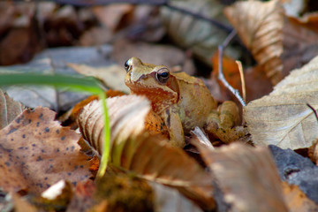 frog on a leaf