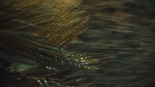 water drops on cycas plant. shot in slow motion