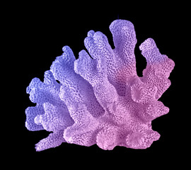 Coral isolated on black background © Dmitry