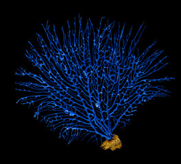 coral isolated on white background © Dmitry