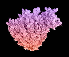 Coral isolated on black background © Dmitry