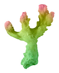 Coral isolated on white background © Dmitry