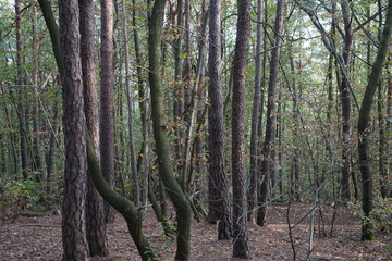 Baumlandschaft im Wald des Werderbergs in Edenkoben
