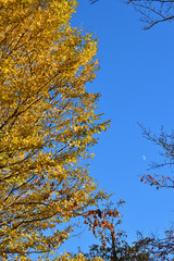 青空を背景にして、黄葉したイチョウの樹の梢を撮影した写真