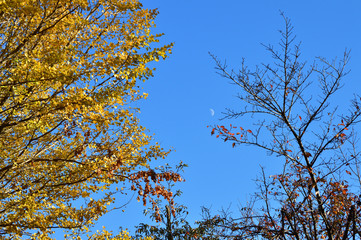 青空を背景にして、黄葉したイチョウの樹の梢を撮影した写真