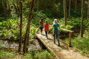 Fototapeta premium Walking in the forest