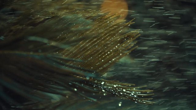 water drops on cycas plant. shot in slow motion