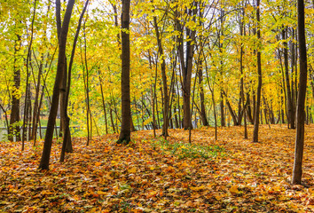 Obraz premium Fallen yellow leaves in a park by the lake on an autumn sunny day