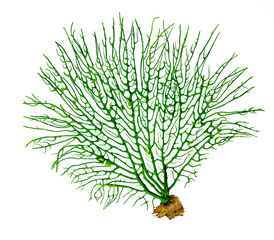 coral isolated on white background