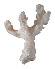 Coral isolated on white background © Dmitry