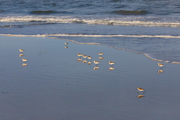 Sandpiper Flock on the beach