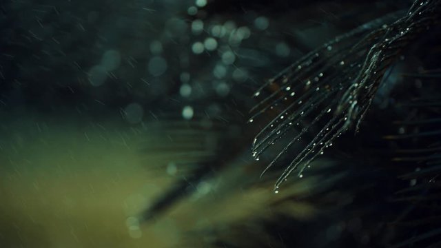 water drops on cycas plant. shot in slow motion