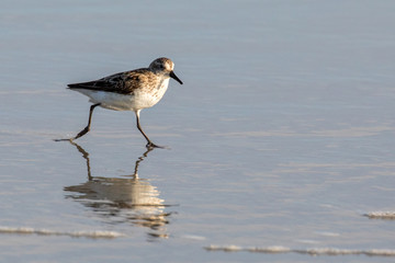Sandpiper Bird on the beach reflected in Water