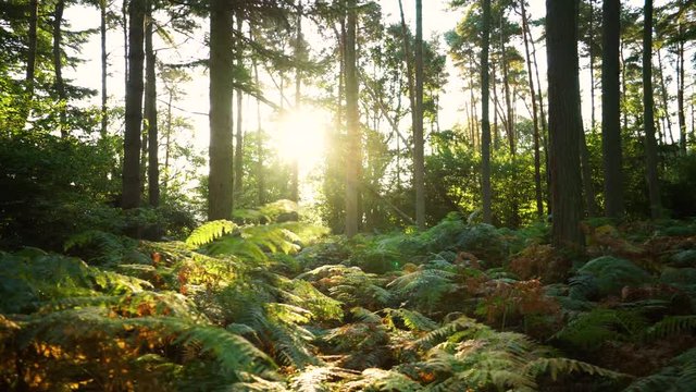 Slowly moving across a forest floor at sunrise with sunlight shining through bracken in the English countryside