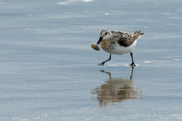 Sandpiper Bird on the beach with food in beak