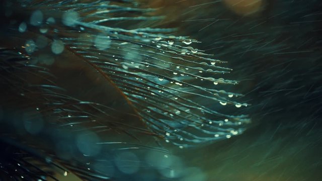 water drops on cycas plant. shot in slow motion
