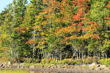 Trees in fall colors around a rocky shoreline.