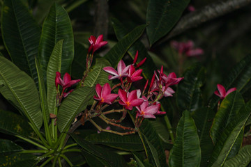 Pind and Red Flowers with Greenery