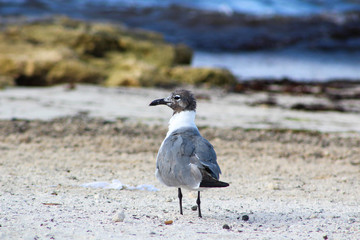 Seagull