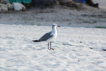 Seagull