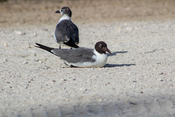 seagulls on the beach