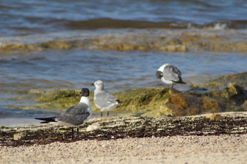 seagulls on the beach