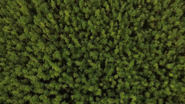 Aerial slow top view from closeup to wide of a beautiful marijuana CBD hemp field. cannabis used in medicine