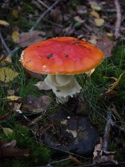 Der Fliegenpilz im Herbst