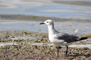 Seagul