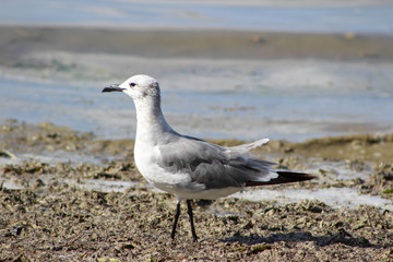 Seagul