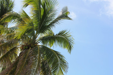 Fototapeta na wymiar Palm Tree 