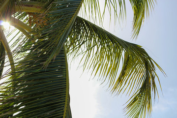 Naklejka premium Palm Tree and Sunlight