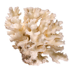 Close up of coral © Dmitry